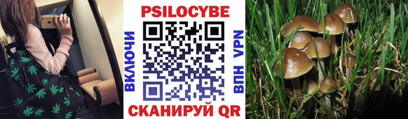 гидра ссылка Жуковка Галлюциногенные грибы GOLDEN TEACHER